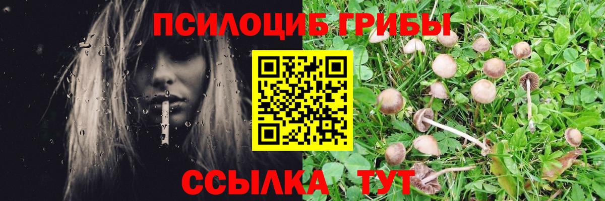 Псилоцибиновые грибы мицелий  Псилоцибиновые грибы GOLDEN TEACHER  хочу наркоту  Вход с VPN  Куйбышев 